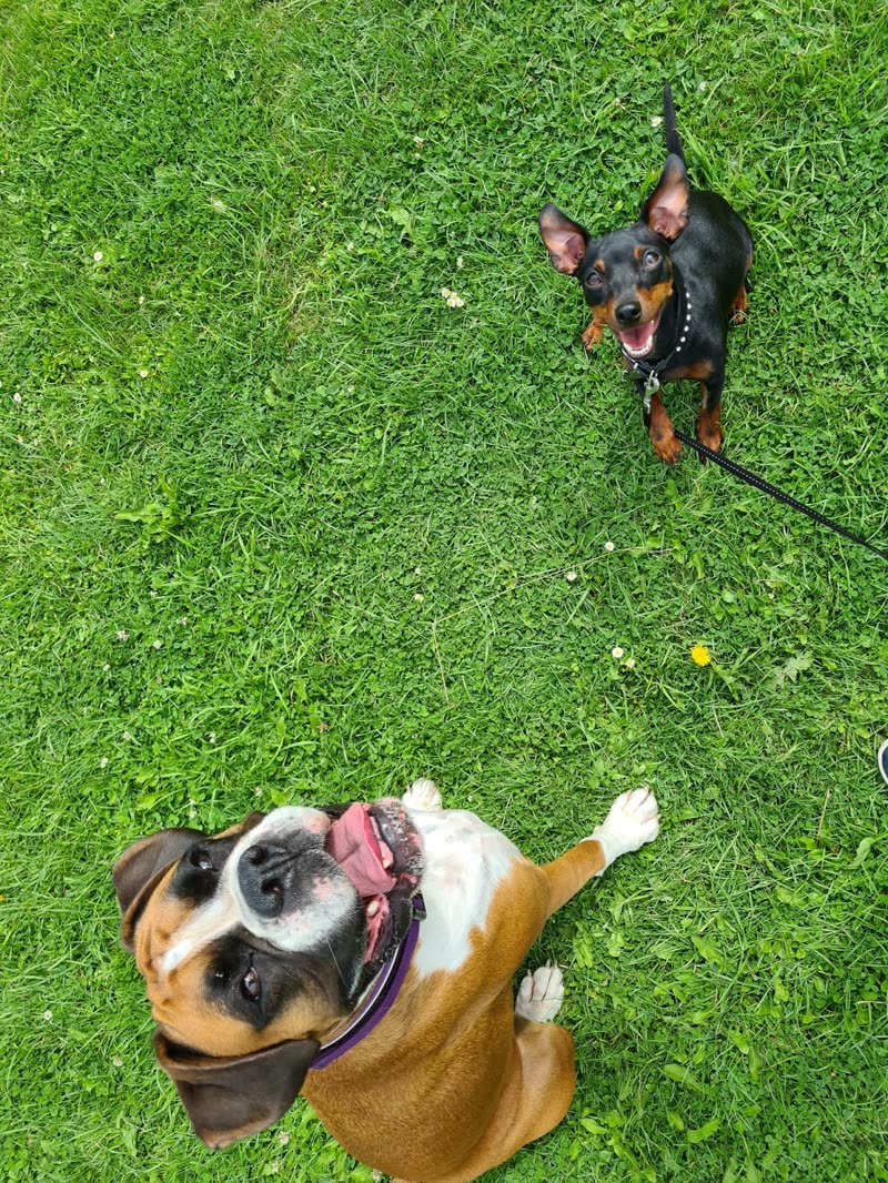 Two dogs on a lawn seen from above, one on a lead and a boxer rolling on its back