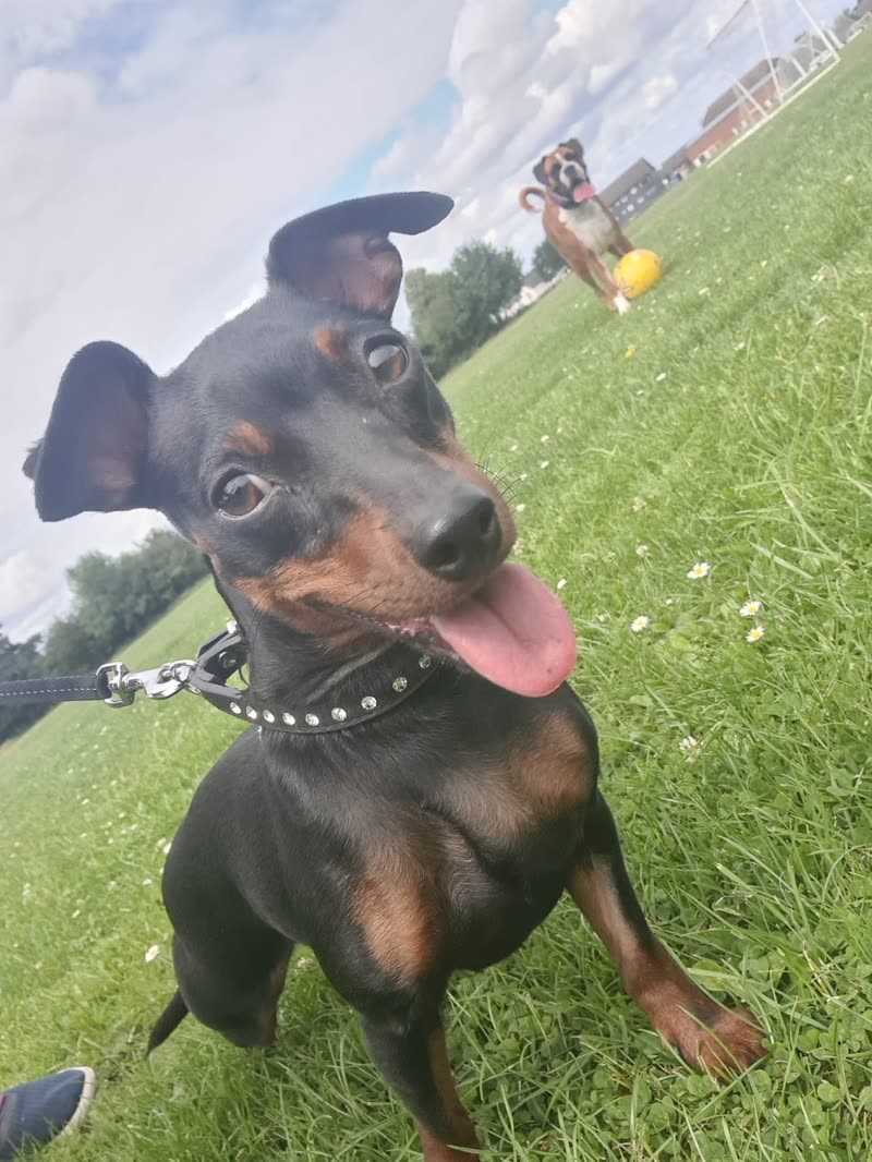 A black and tan dog close to the lens with its tongue out in a park, another dog chasing a ball behind