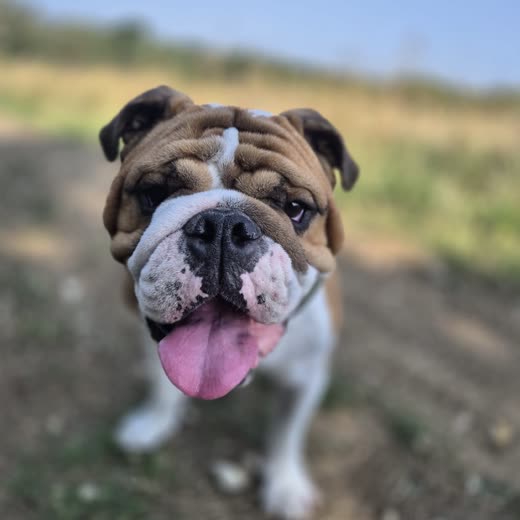 A tan and white English bulldog grinning with its tongue out on a country track