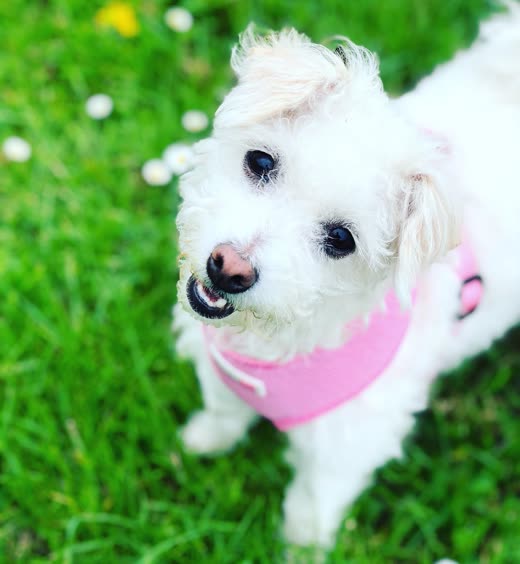 A small white curly-coated dog in a pink harness sitting on grass