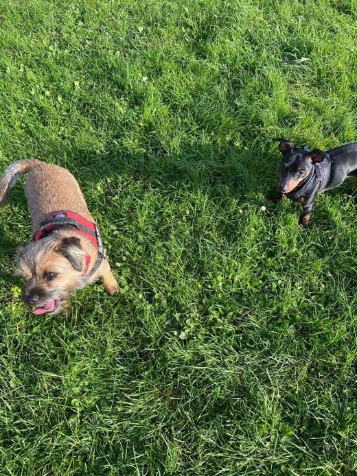 A terrier and a small black and tan dog playing together in long grass