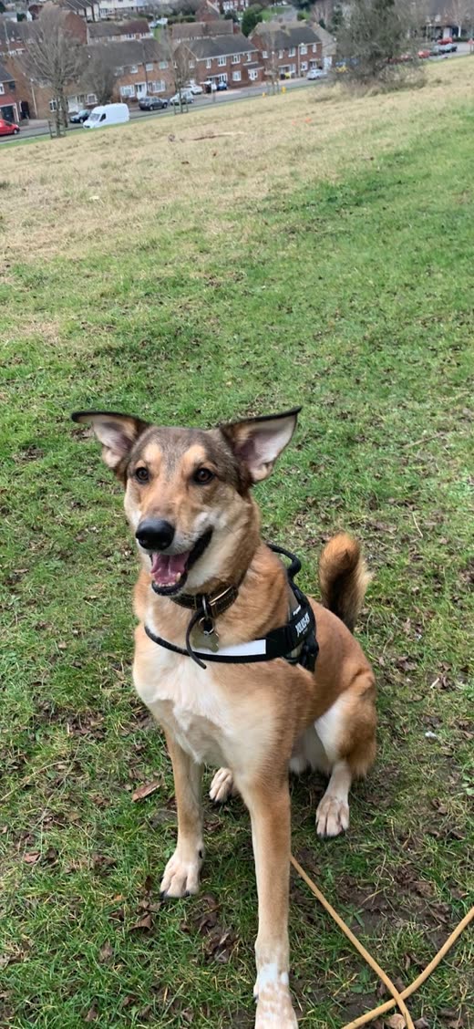 A tan dog in a black harness sitting on a grassy hillside above a town
