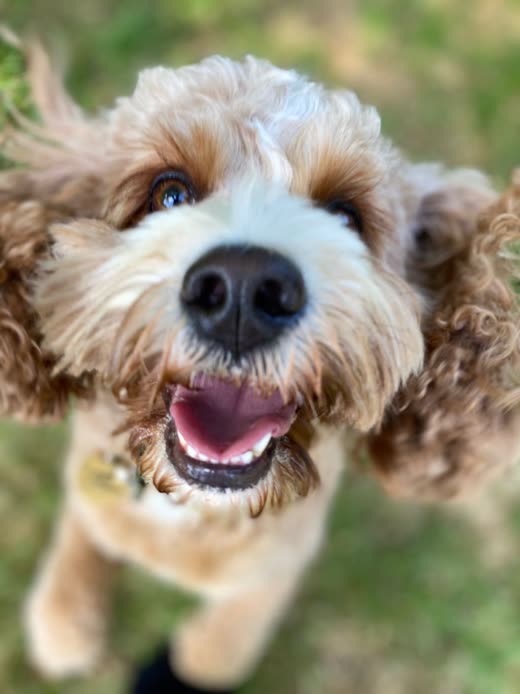 A cockapoo looking straight up into the camera, close crop